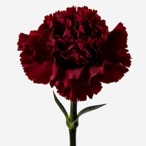 gvozdika bordo1
